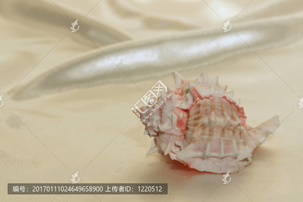 粉紅尖尖的海螺11