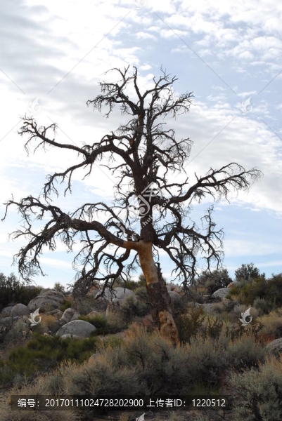 孤立的干樹