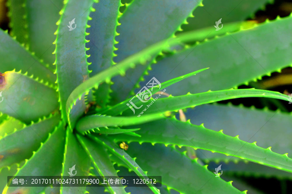 蘆薈的肉質(zhì)植物