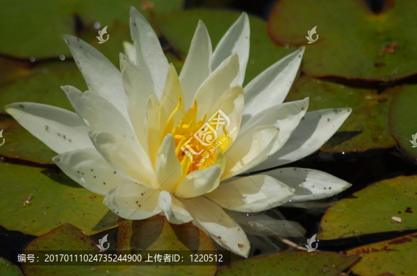 白水百合花
