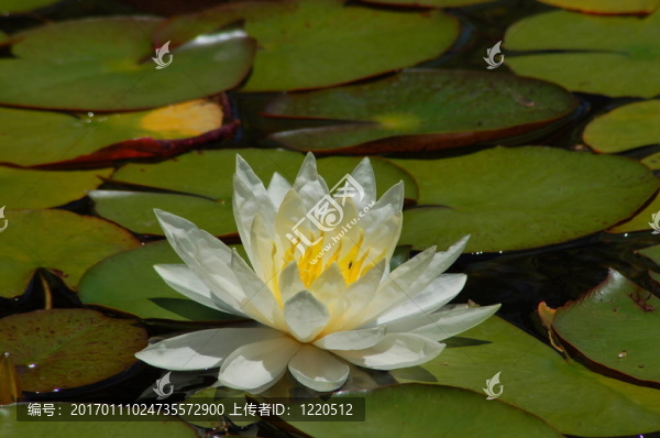 白睡蓮