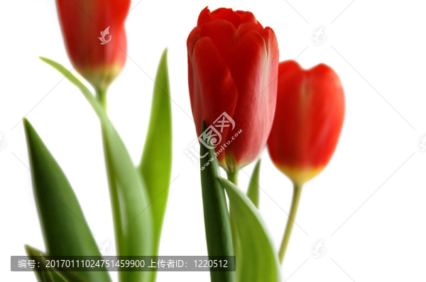 TULPs