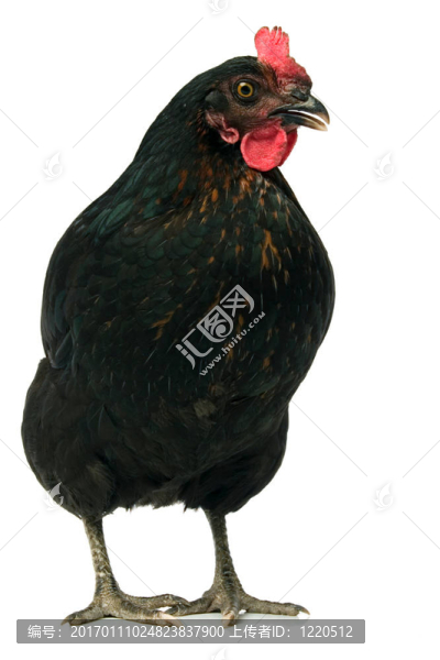 黑雞
