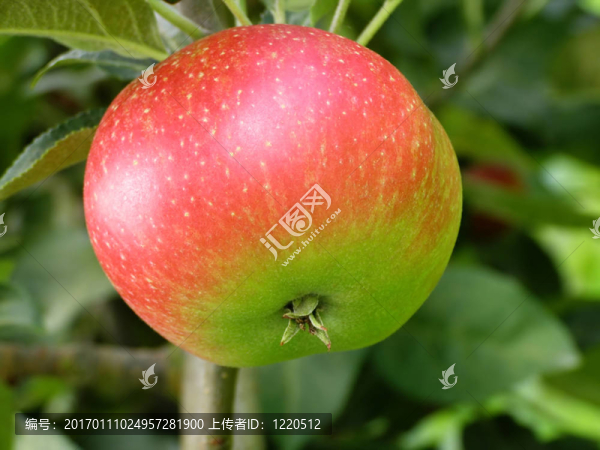 紅蘋果和綠蘋果