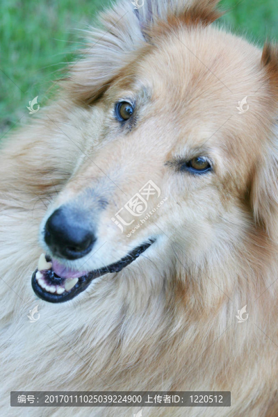 美麗的柯利牧羊犬
