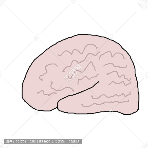 人類的大腦