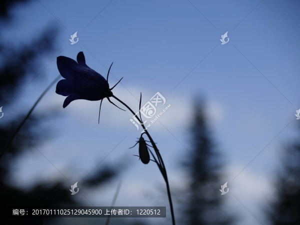 黑色的花
