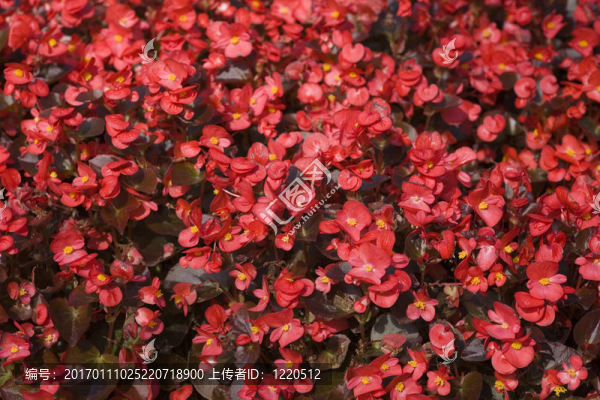 紅