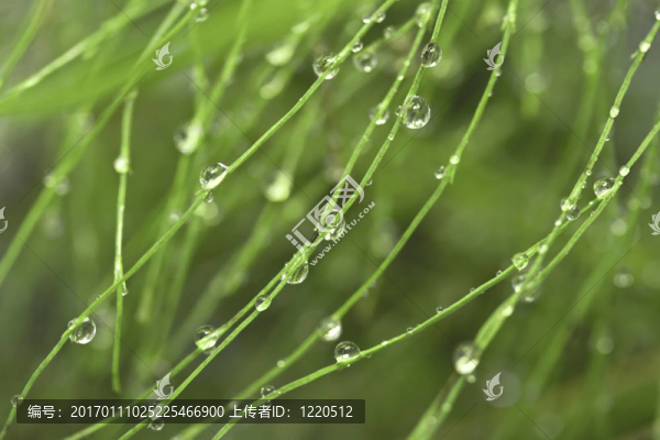 花香尾韻