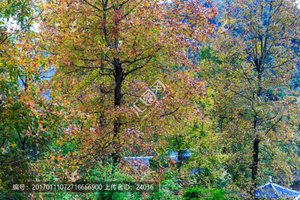 楓樹(shù),秋景