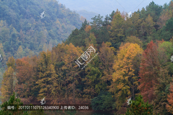 紅楓,秋景風(fēng)光