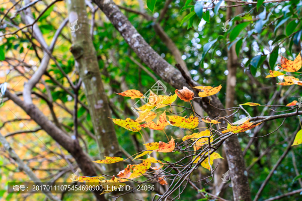 紅楓,枝葉