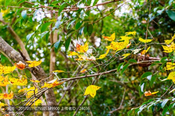紅楓,枝葉