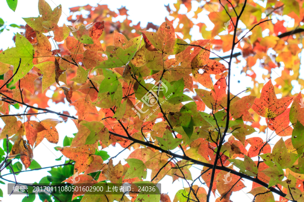 紅楓,枝葉