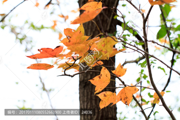 紅楓,枝葉