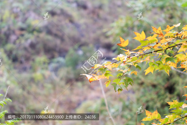 紅楓,枝葉
