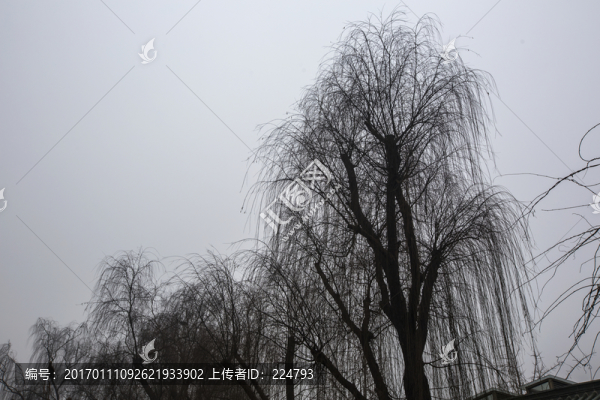 冬柳如絲
