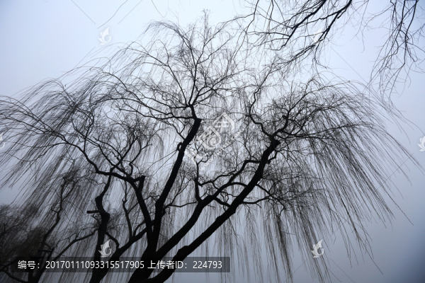 冬柳如絲