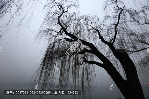 冬柳如絲