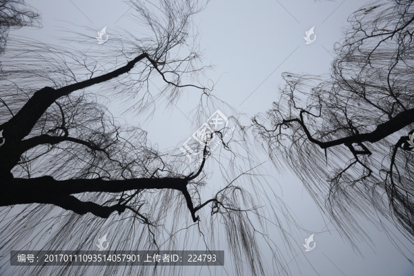 冬柳如絲