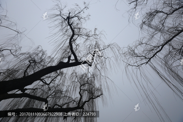 冬柳如絲