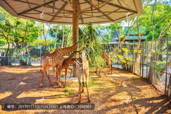動物園,長頸鹿