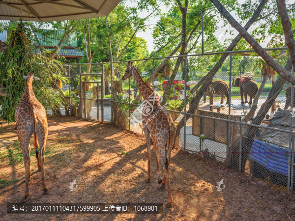 動(dòng)物園
