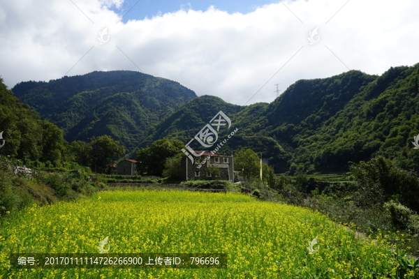 藏族鄉(xiāng)村,油菜花