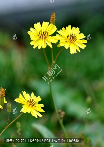 黃色小花