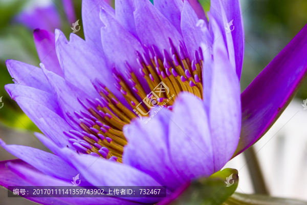 紫色睡蓮特寫