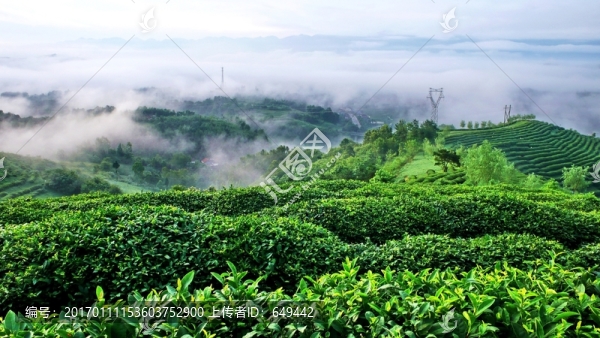 茶園,茶鄉(xiāng),茶葉,茶文化,生態(tài)