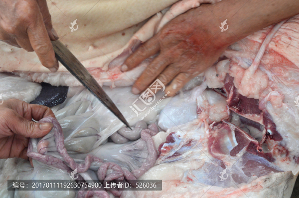 殺豬-匯圖網(wǎng) www.fosd68.com 殺豬