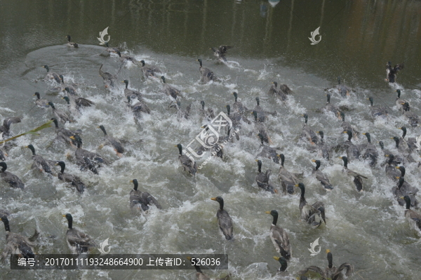 鴨子-匯圖網(wǎng) www.fosd68.com 鴨子