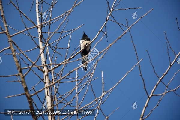 樹上的鳥