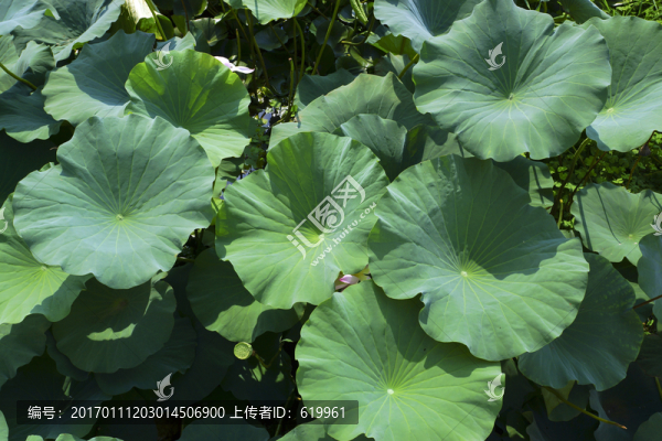綠色荷葉