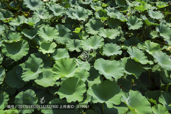 綠色荷葉