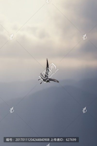 海鷗