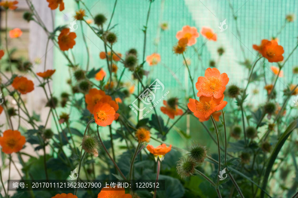 橙色的花
