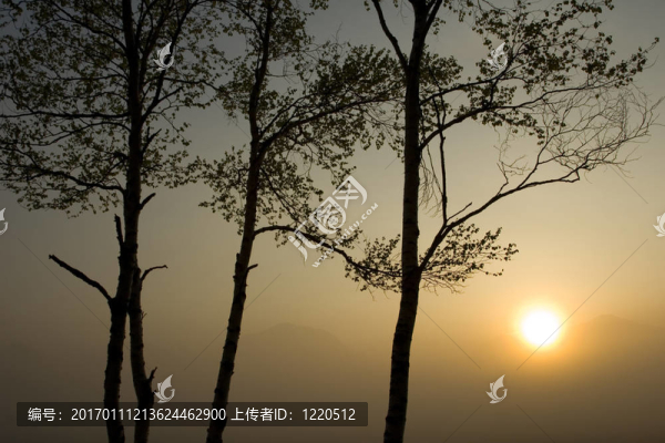 三棵樹與太陽