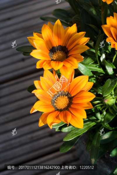 太陽(yáng)-匯圖網(wǎng) www.fosd68.com 太陽(yáng)