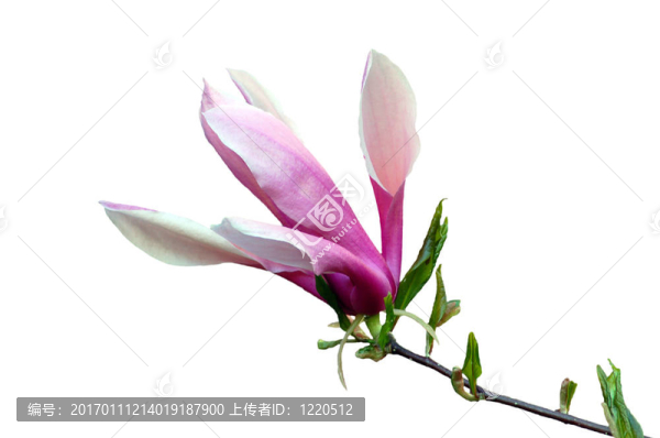 玉蘭花