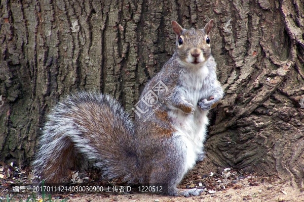 驚訝的松鼠-匯圖網(wǎng) www.fosd68.com 驚訝的松鼠
