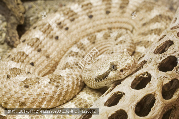 蛇-匯圖網(wǎng) www.fosd68.com 蛇