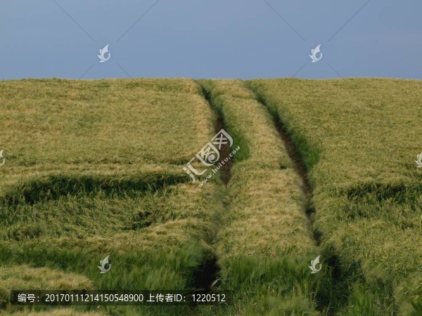 在玉米地里的痕跡
