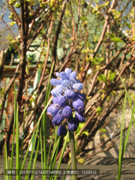 葡萄風信子屬