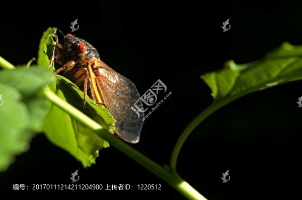 蟬[,10,]