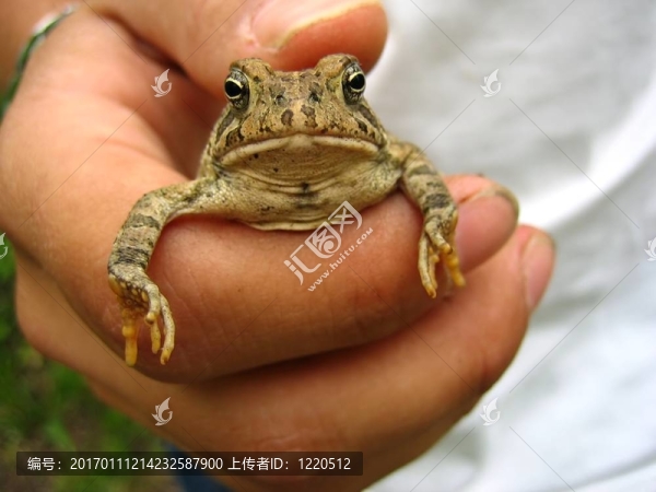 青蛙在手