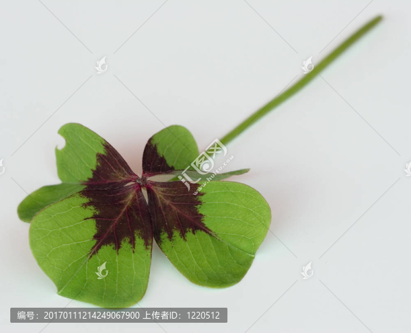 三葉草