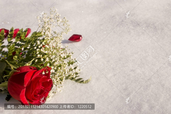 雪白的玫瑰