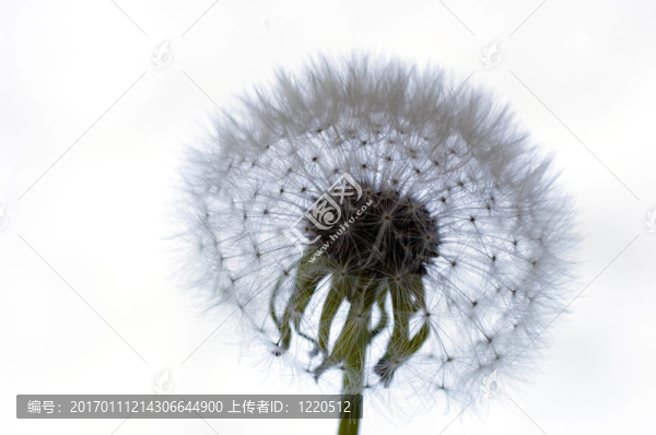 蒲公英